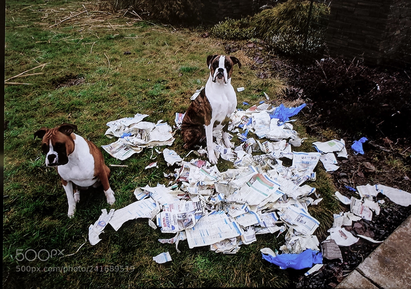 Samsung Galaxy S4 sample photo. Bad puppies! photography