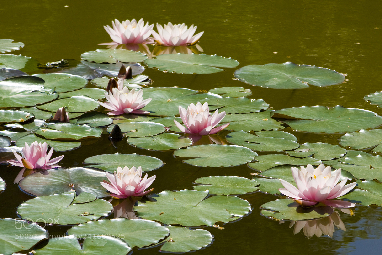 Canon EOS 450D (EOS Rebel XSi / EOS Kiss X2) sample photo. Pink water lilies photography