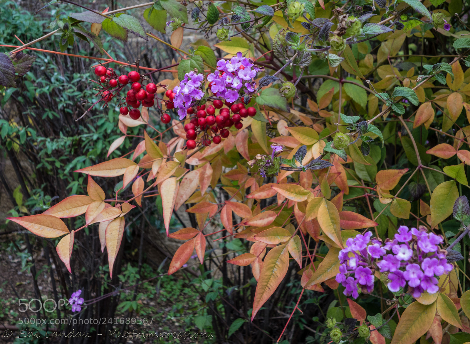 Sony Cyber-shot DSC-RX100 sample photo. Autumn charm photography