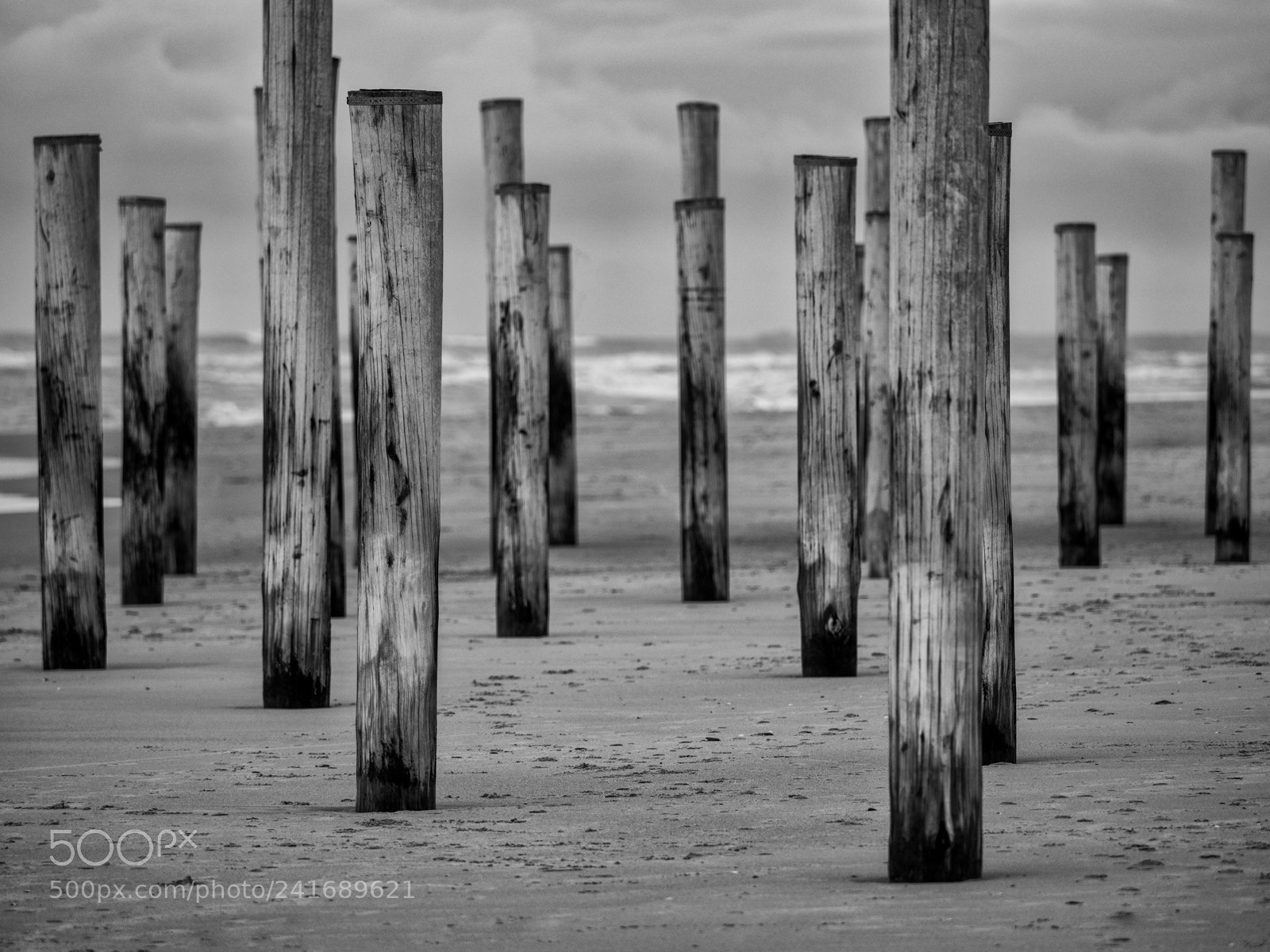 Panasonic Lumix DMC-GX8 sample photo. Dead tree forest photography