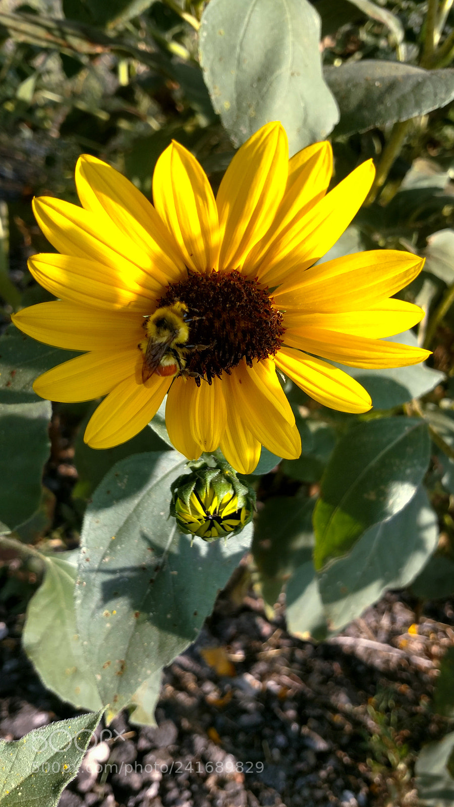 Motorola XT1650 sample photo. Bee photography
