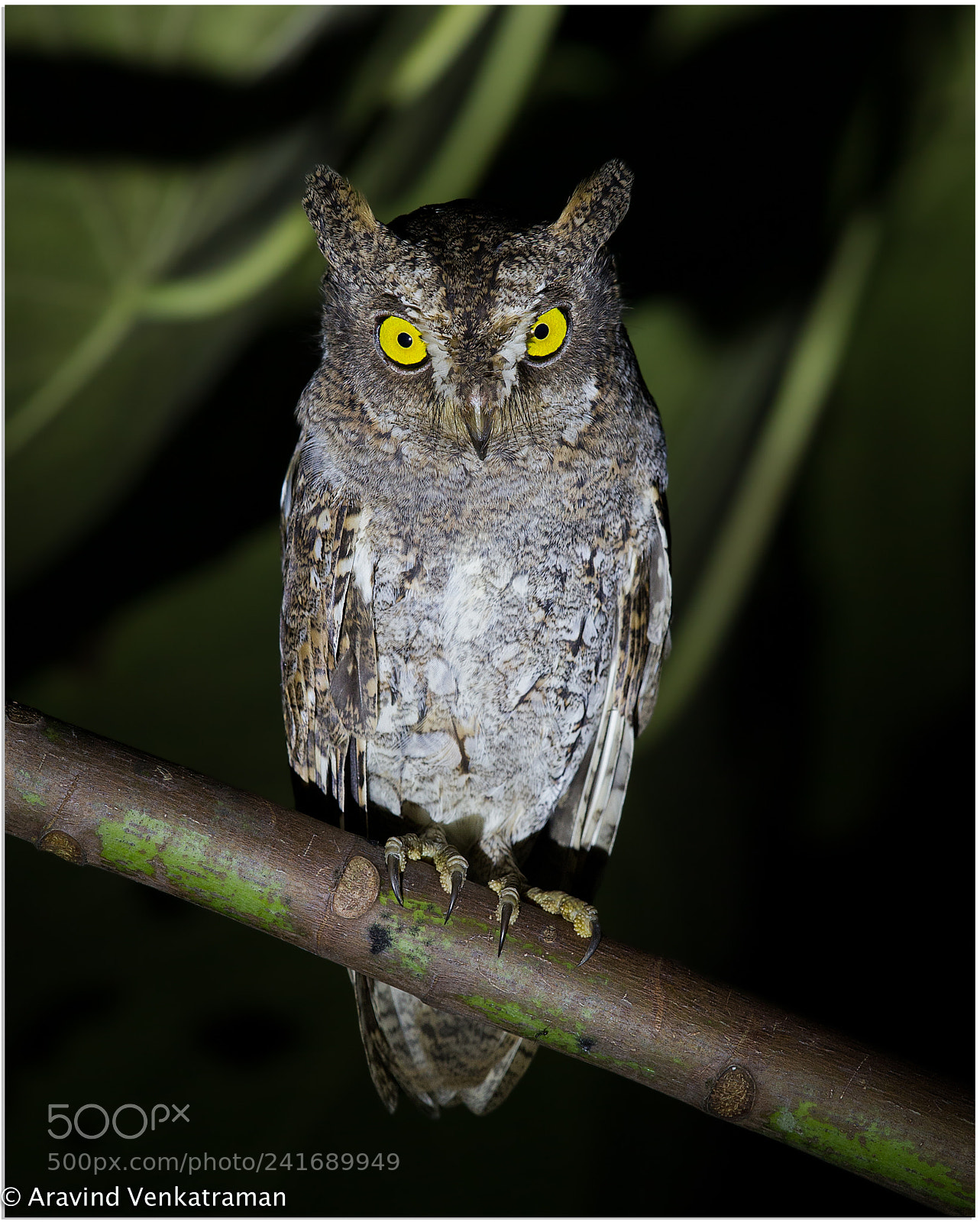 Canon EOS-1D X sample photo. Walden's scops owl photography
