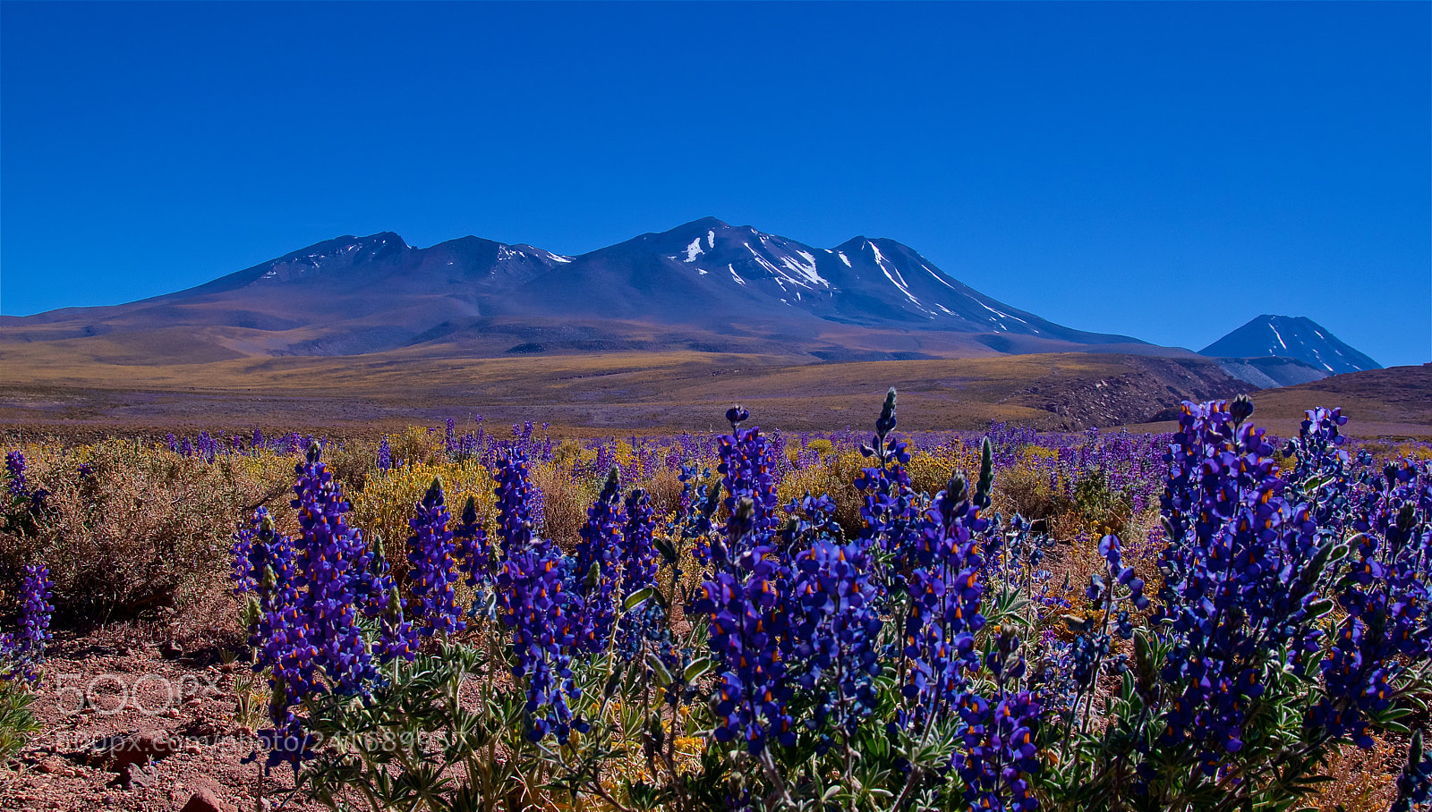 Pentax K-3 II sample photo. Flowers in the desert photography