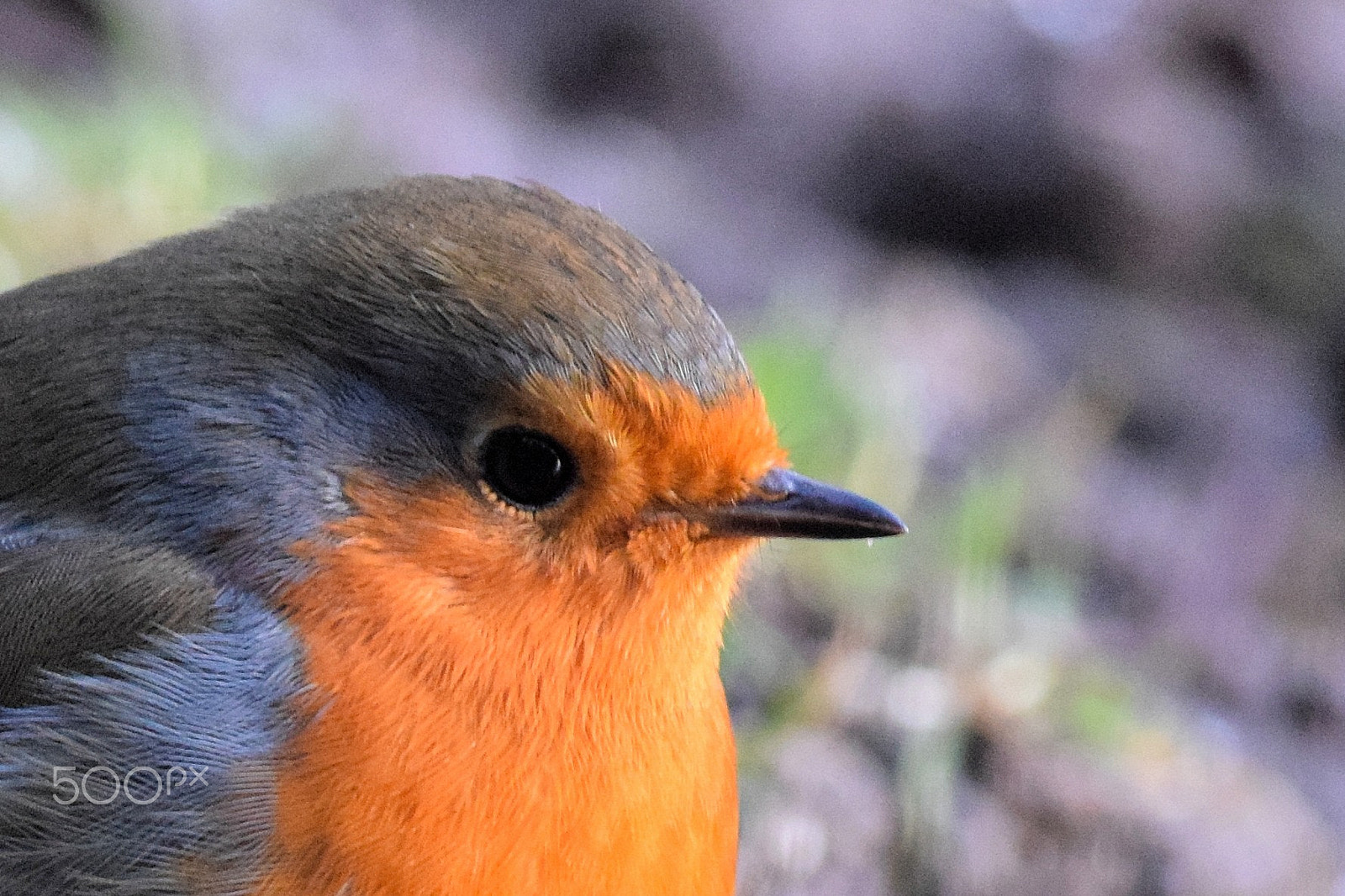 Nikon D5300 + Nikon AF-S Nikkor 300mm F4D ED-IF sample photo. Robin portrait photography