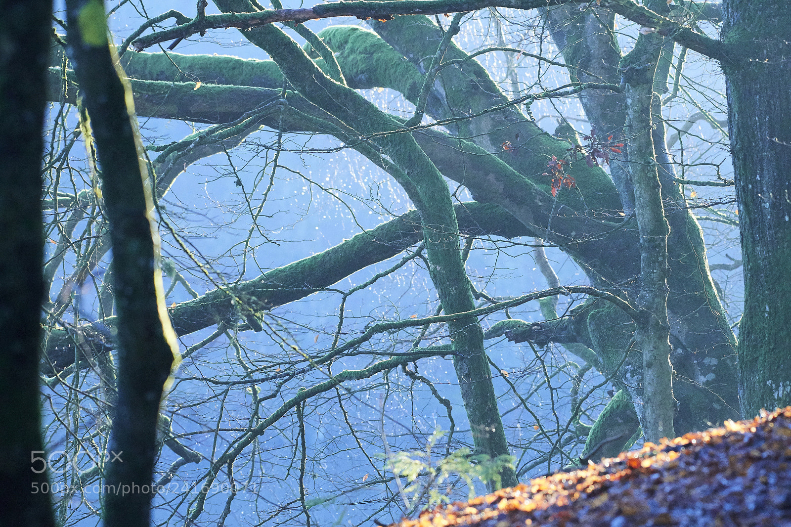 Nikon D500 sample photo. Lake of hald photography