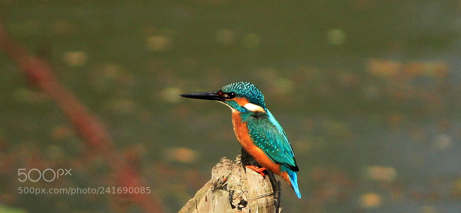 Canon EF-S 55-250mm F4-5.6 IS II sample photo. Common kingfisher photography