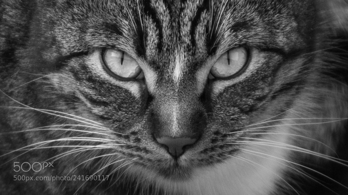 Canon EOS 1100D (EOS Rebel T3 / EOS Kiss X50) sample photo. Fierce whiskers photography