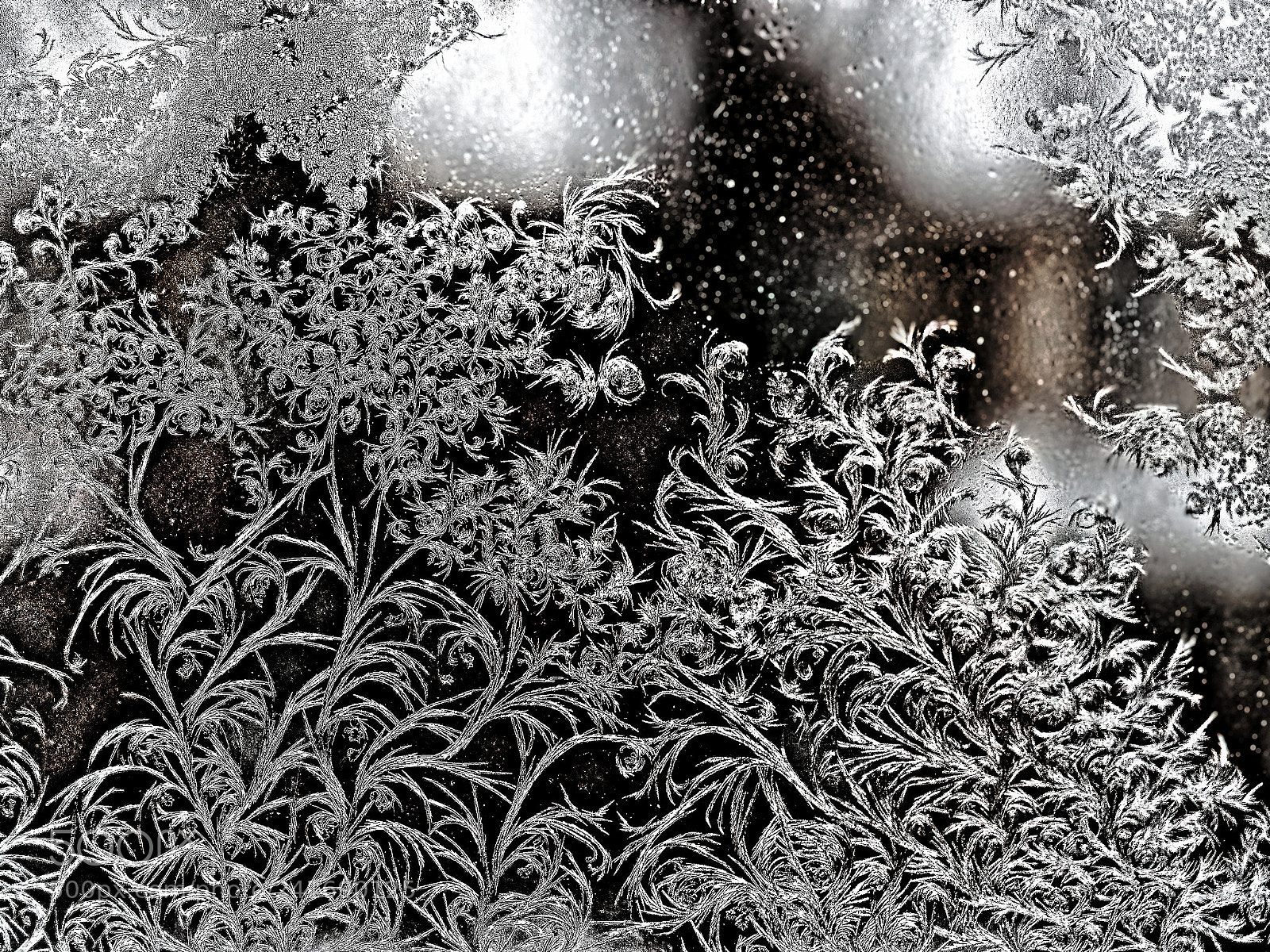 Olympus OM-D E-M10 II sample photo. Ice crystals fractals at photography