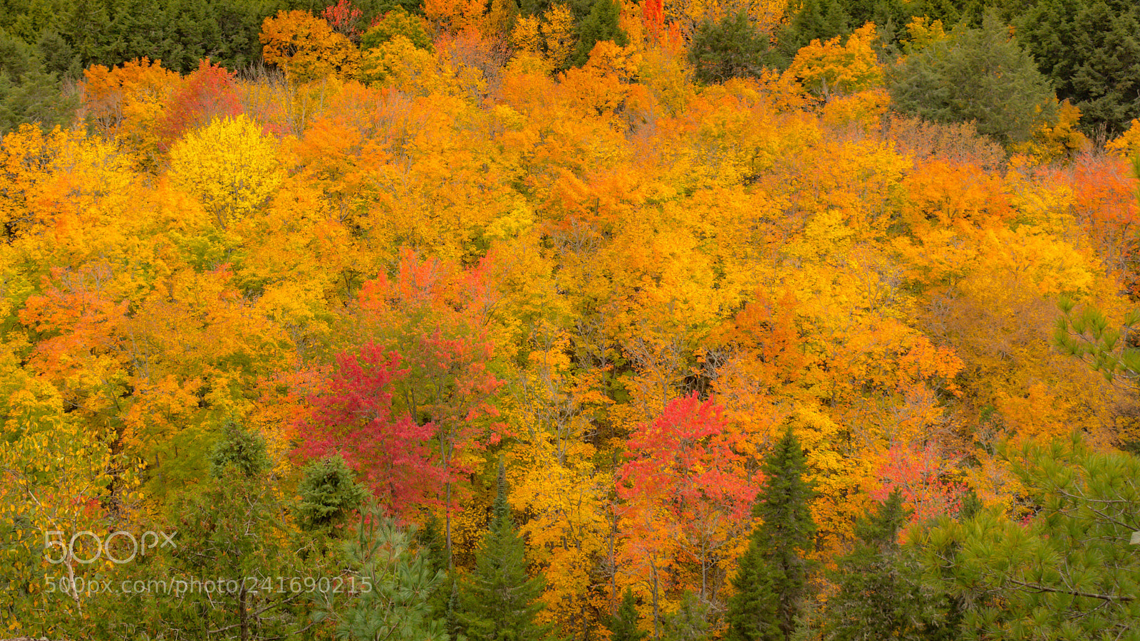 Nikon D7200 sample photo. Fall 6 photography