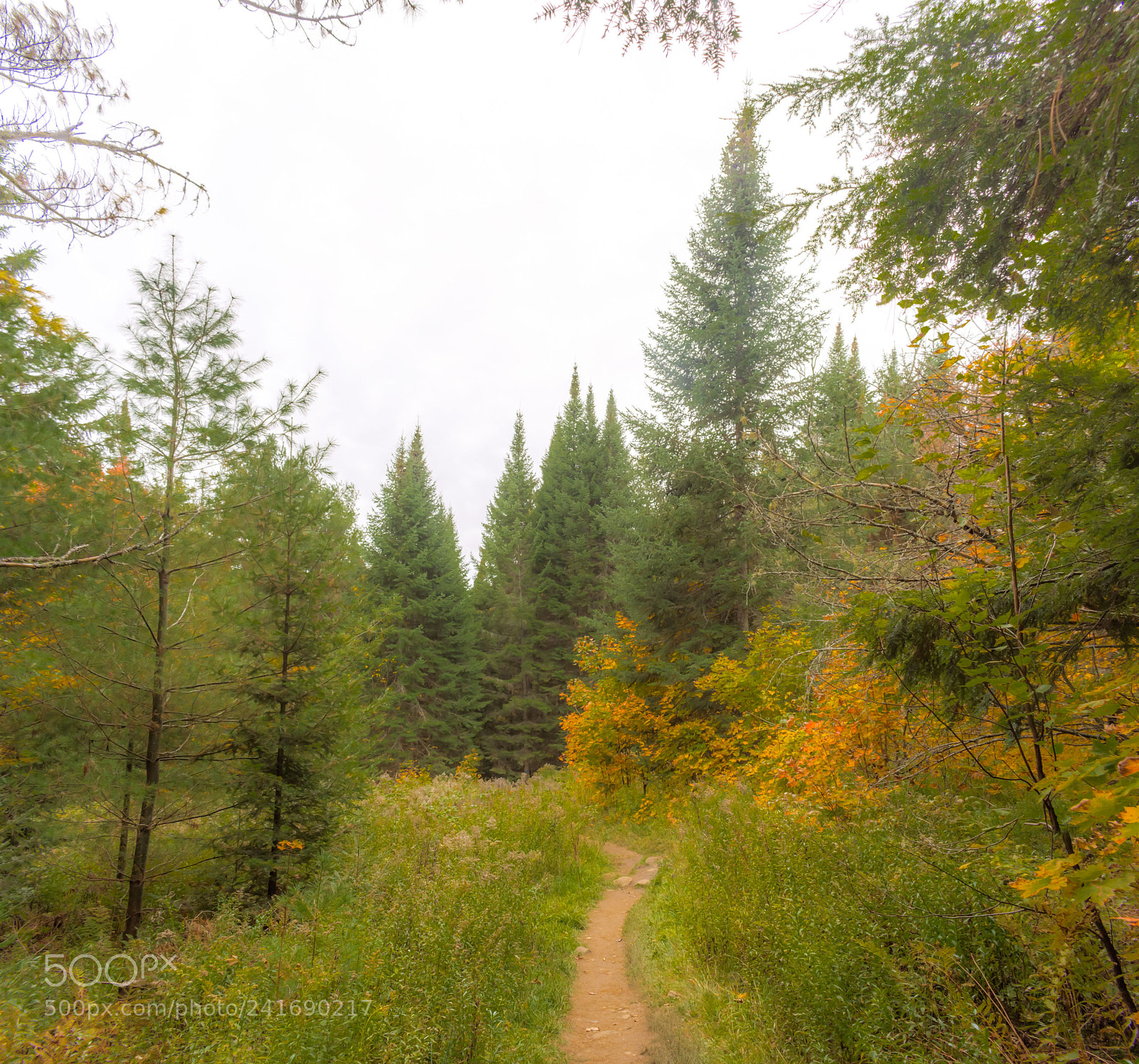 Nikon D7200 sample photo. Fall 7 photography