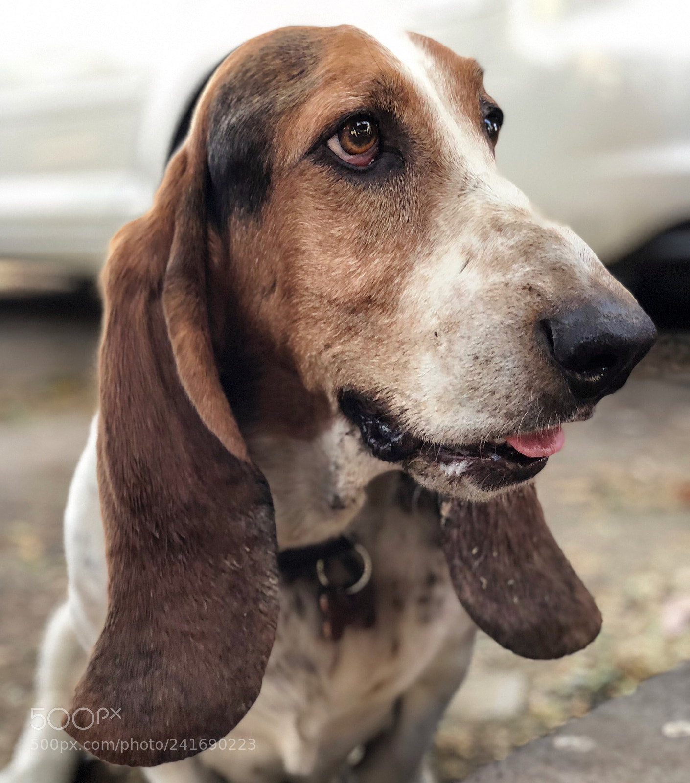 Apple iPhone X sample photo. Ralph.... photography