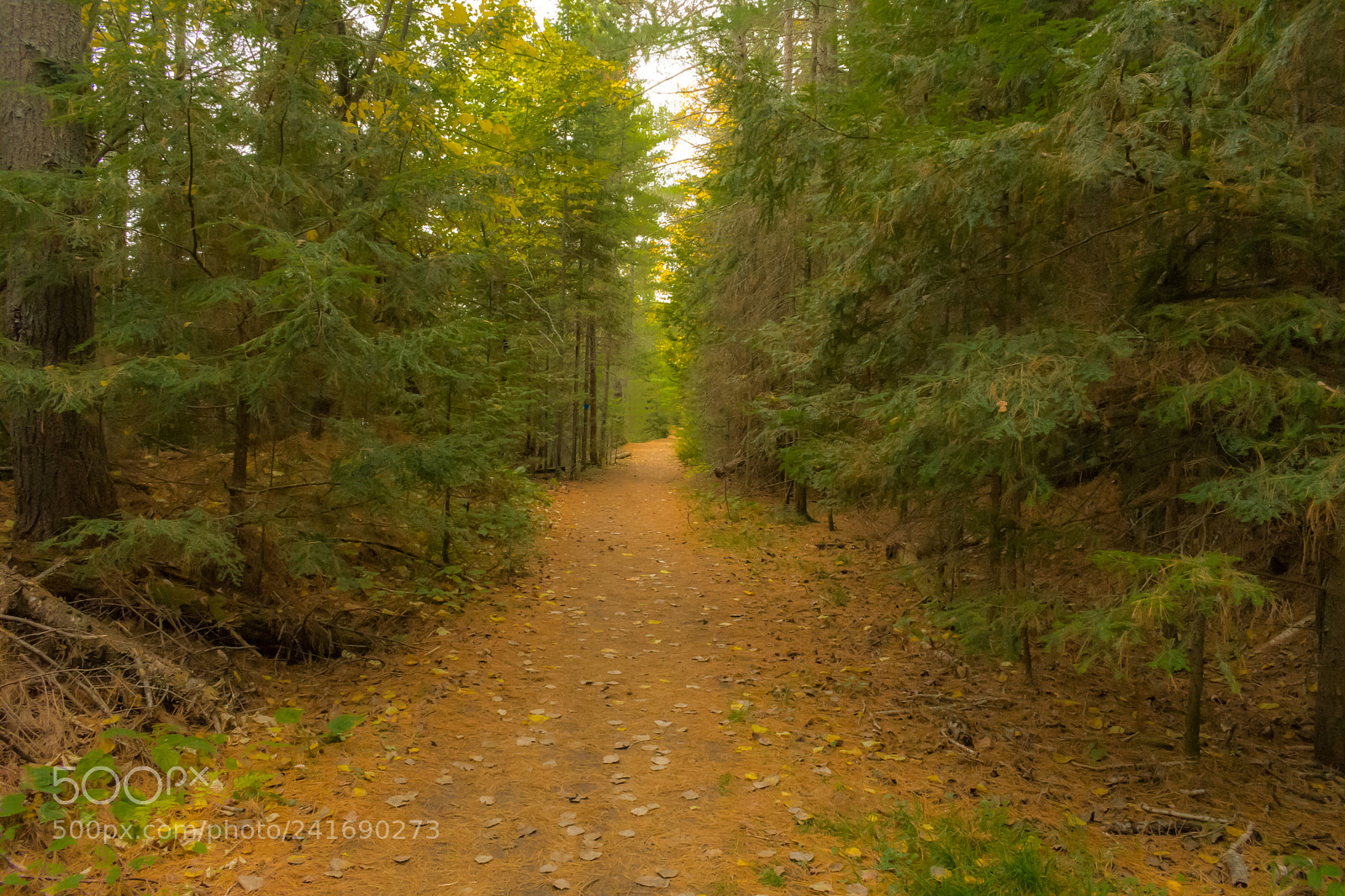 Nikon D7200 sample photo. Fall 8 photography
