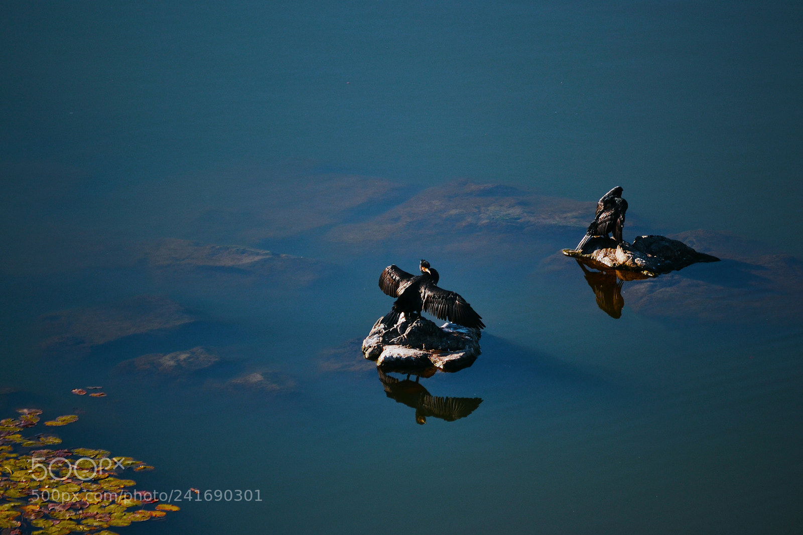 Nikon D3100 sample photo. Cormoranes photography