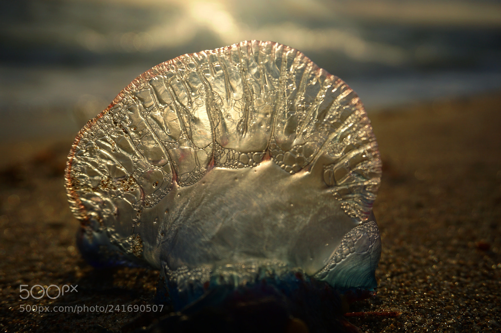 Sony a5100 sample photo. Ocean creatures photography