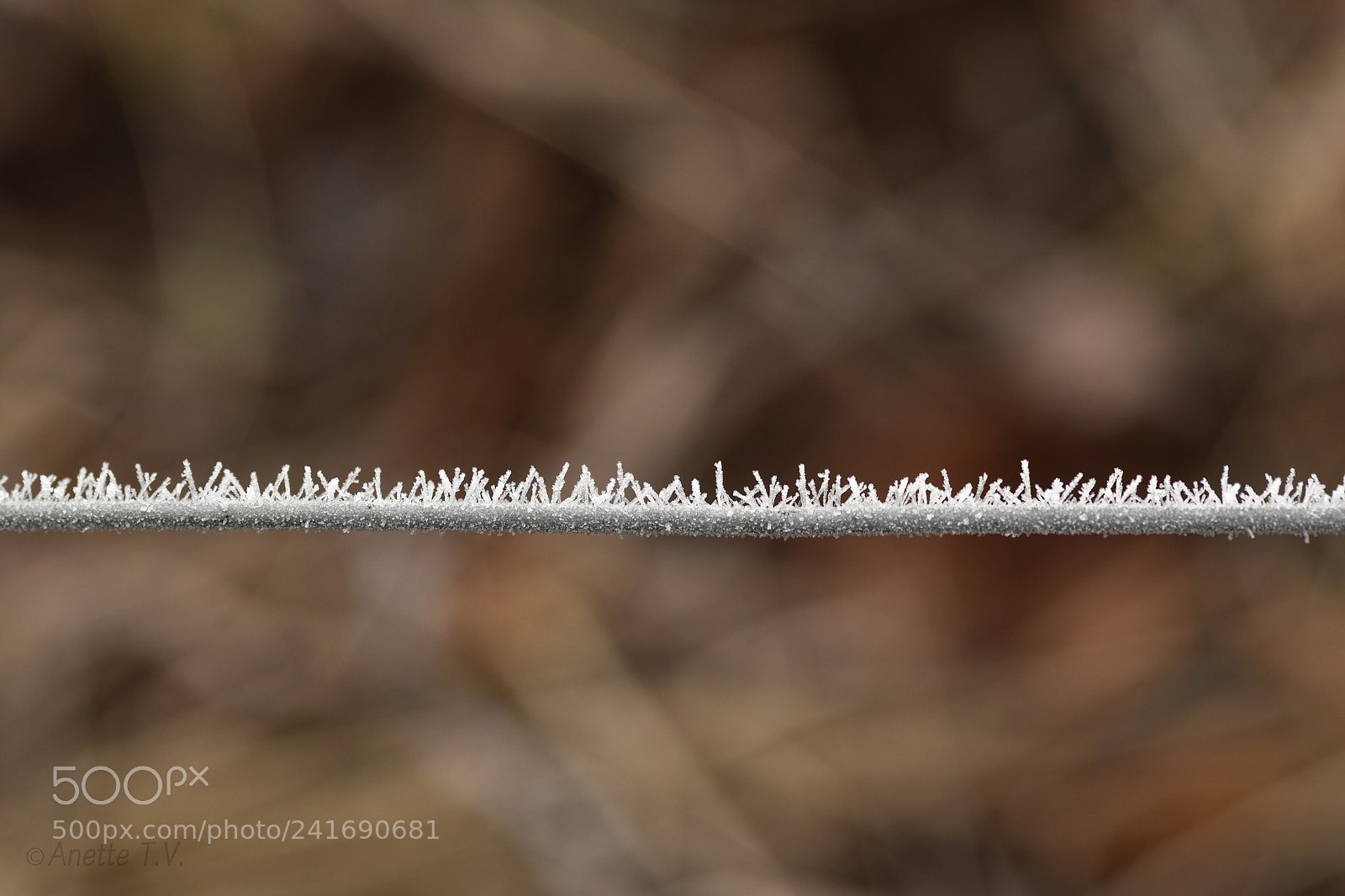 Nikon D5500 sample photo. Frozen line... photography