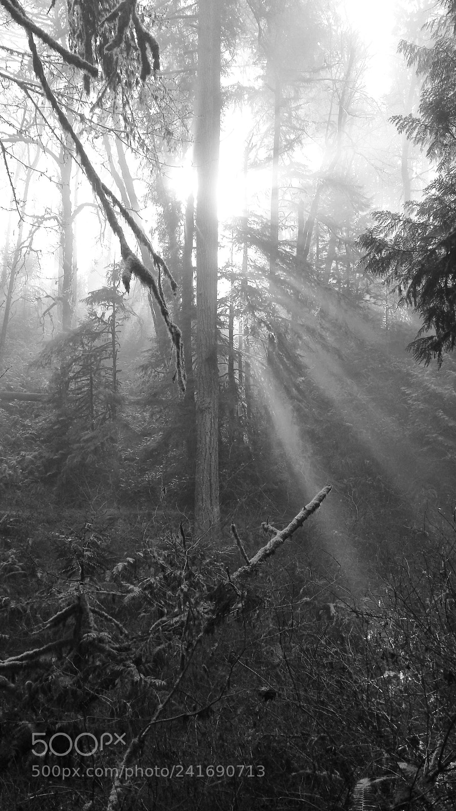 Samsung Galaxy S4 sample photo. Foggy morning in forest photography