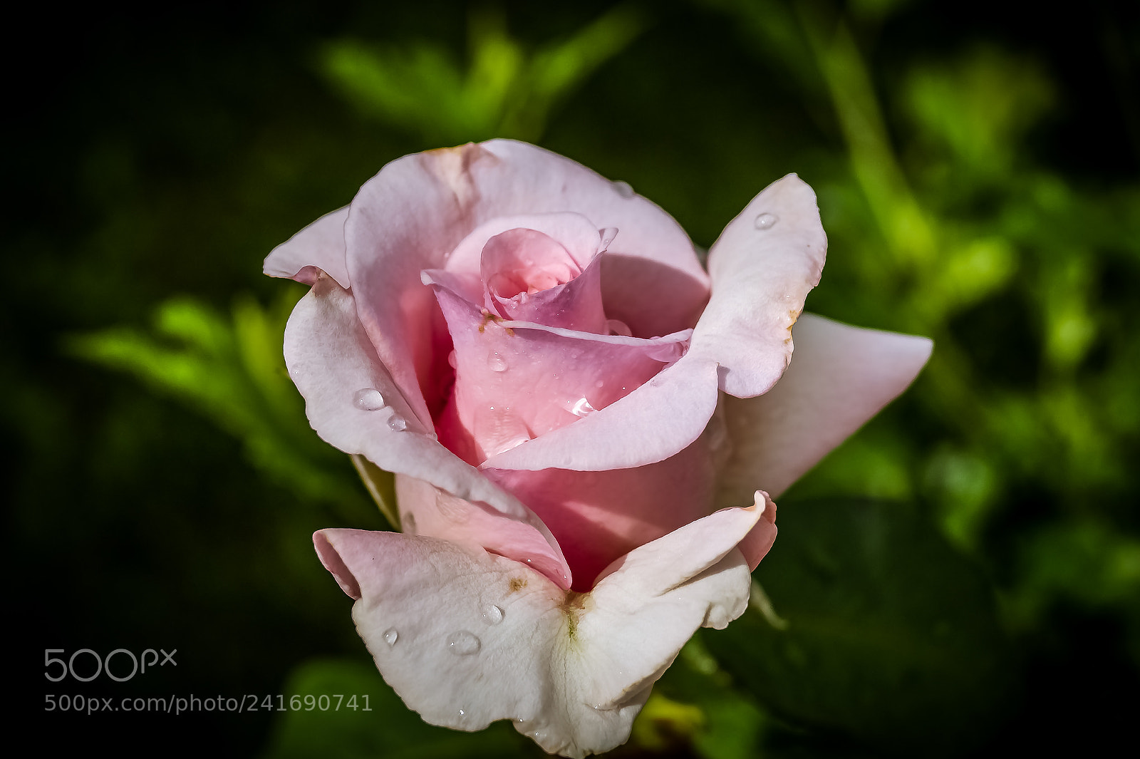 Sony SLT-A58 sample photo. *** rose after the rain *** photography