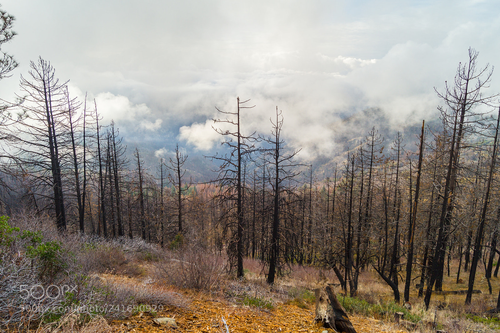 Sony SLT-A58 sample photo. Burnt forest - kings photography
