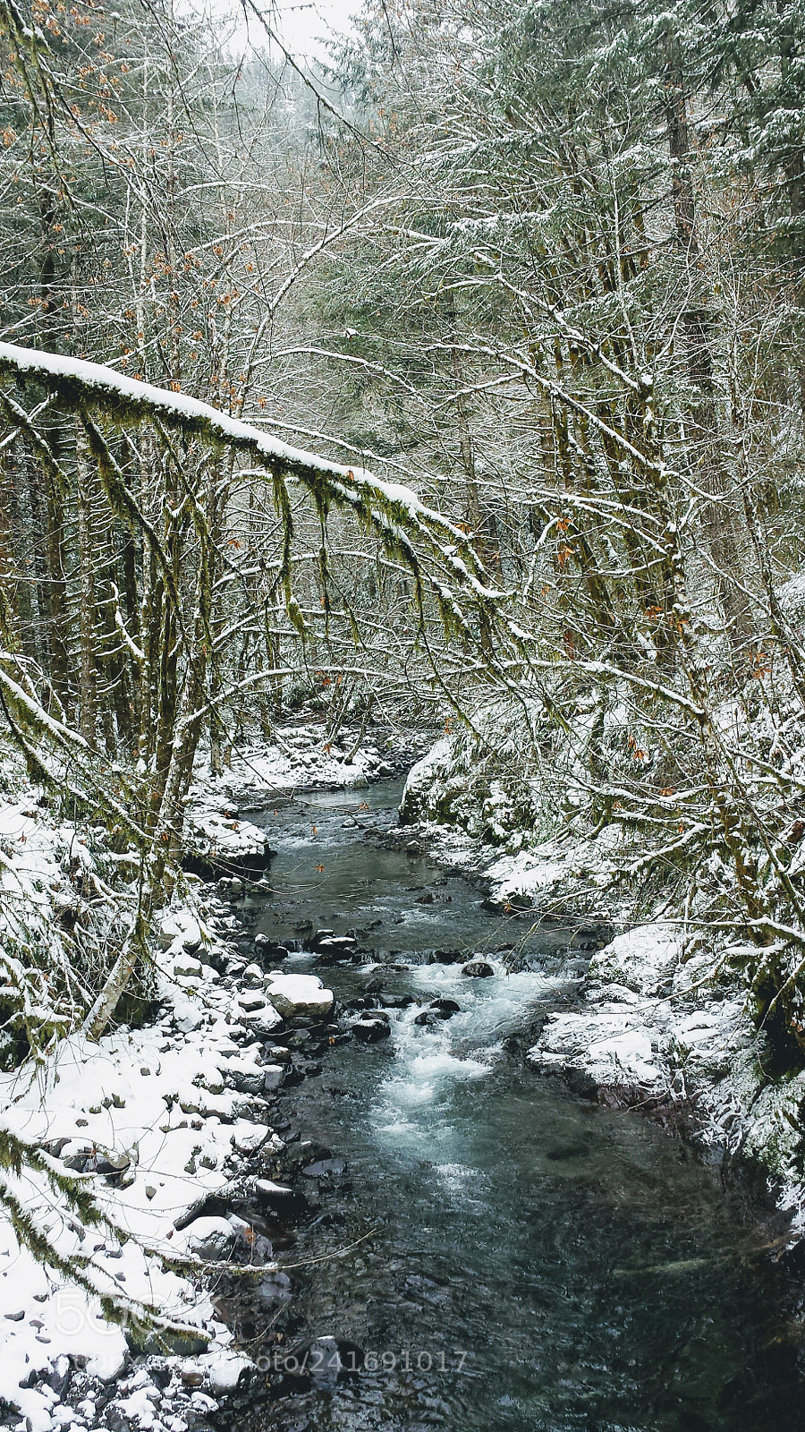 Samsung Galaxy S4 sample photo. Tillamook forest, oregon. photography