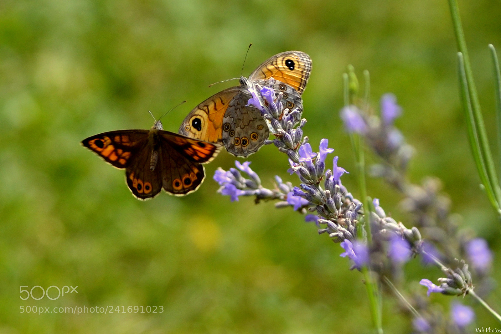 Nikon D3100 sample photo. Butterflies photography