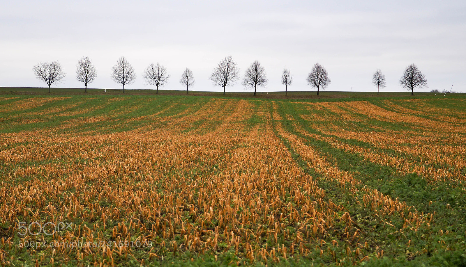 Sony SLT-A58 sample photo. Winterfields photography