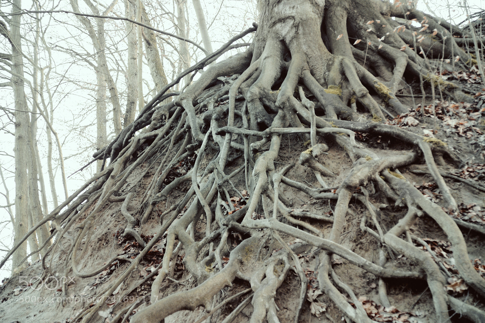 Sony Alpha DSLR-A350 sample photo. Untitled photography