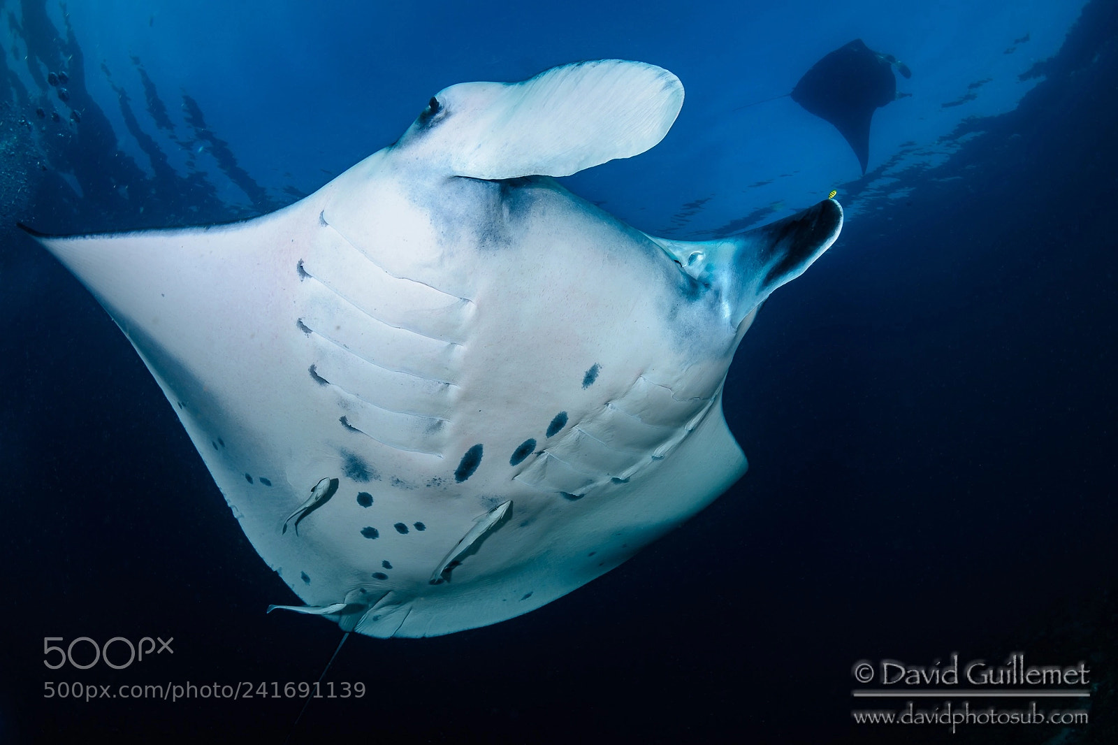 Nikon D7100 sample photo. Manta ballet photography