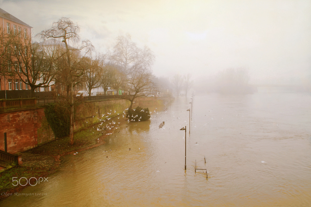 Canon EOS 50D sample photo. Flood.frankfurt. photography