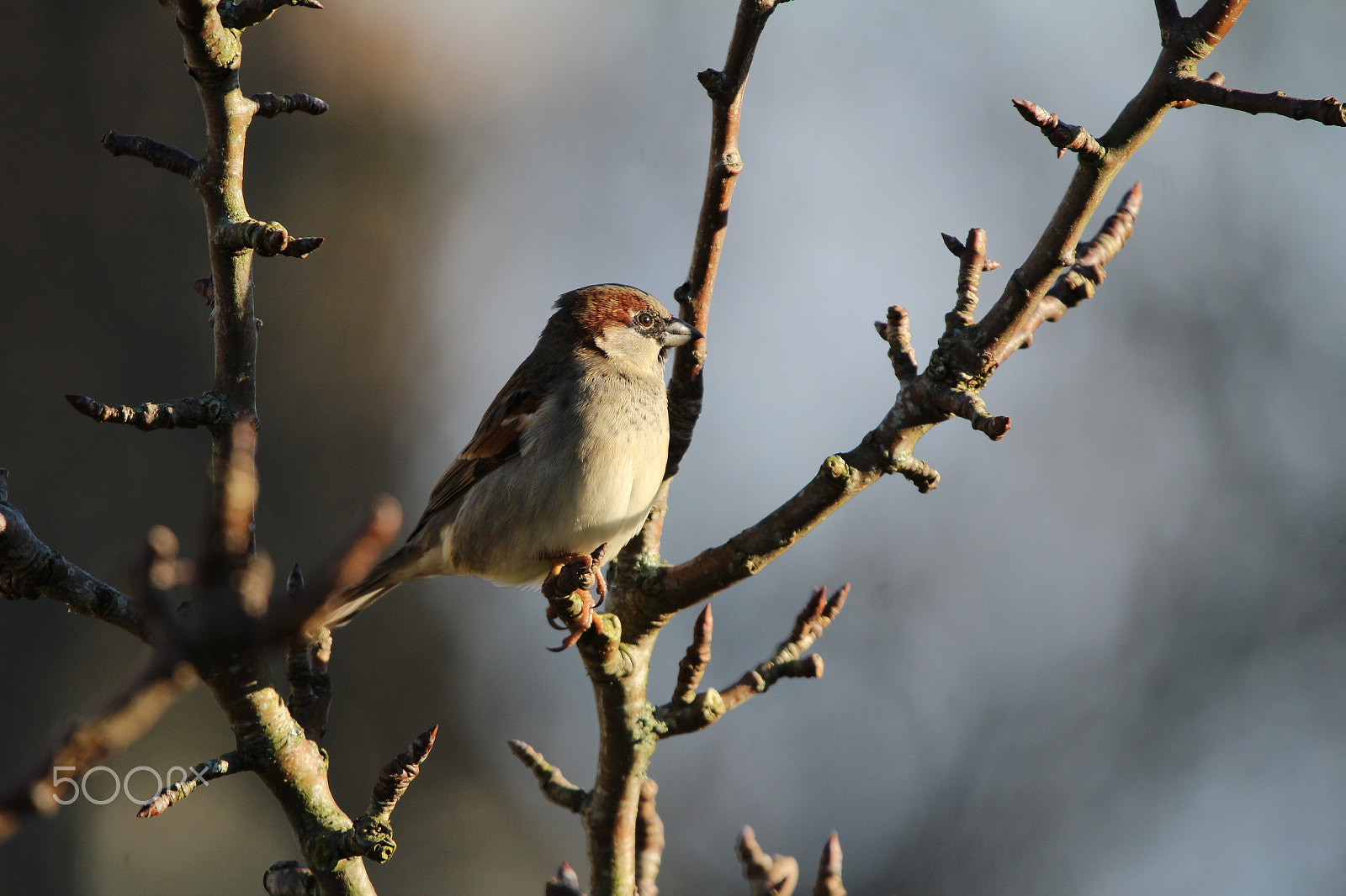 Sigma 150-600mm F5-6.3 DG OS HSM | C sample photo. House sparrow photography