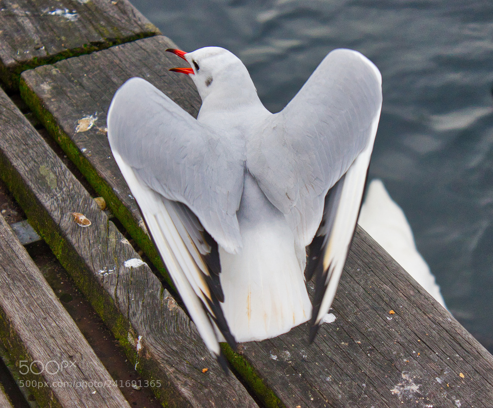 Canon EOS 550D (EOS Rebel T2i / EOS Kiss X4) sample photo. Audouin's gull - gull photography