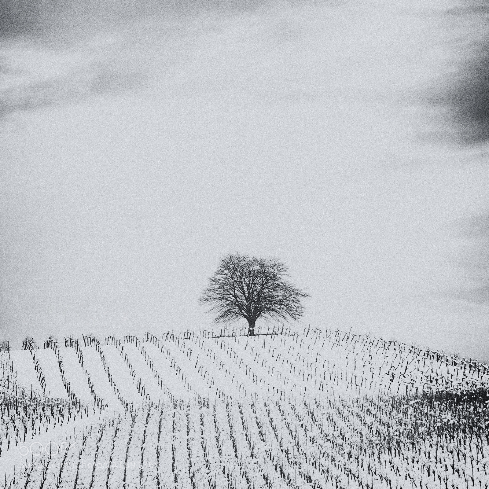 Nikon D7100 sample photo. Lone tree photography