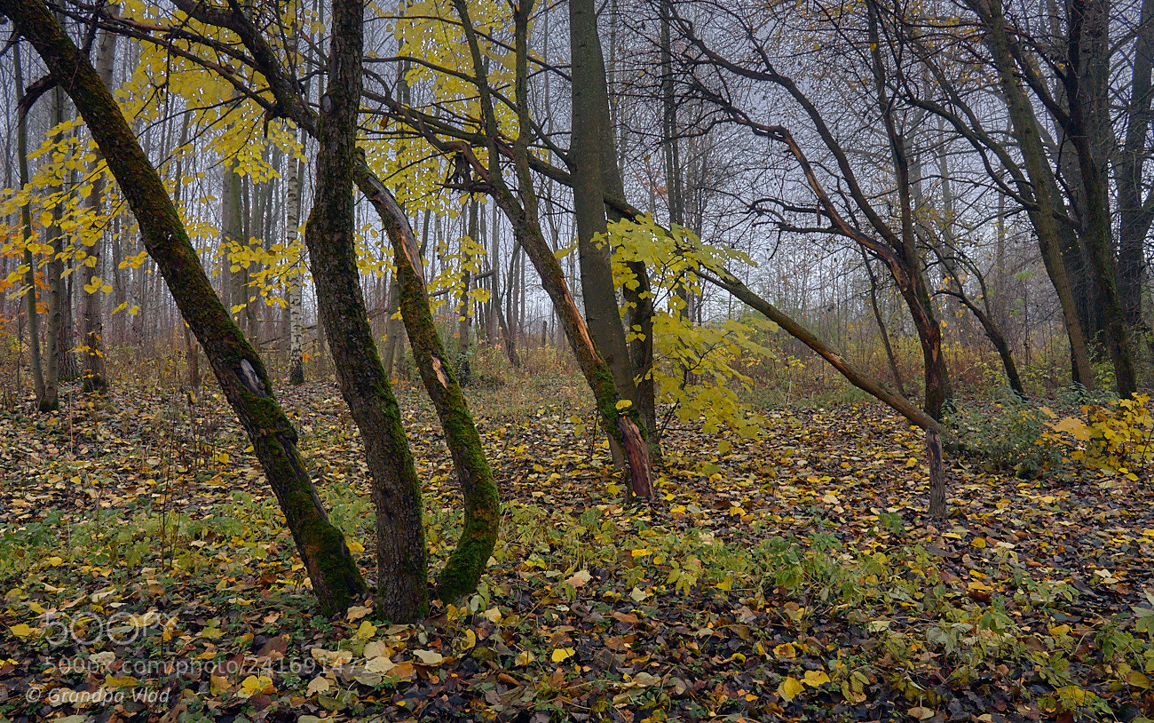 Canon EOS 1100D (EOS Rebel T3 / EOS Kiss X50) sample photo. A tree trunks... photography