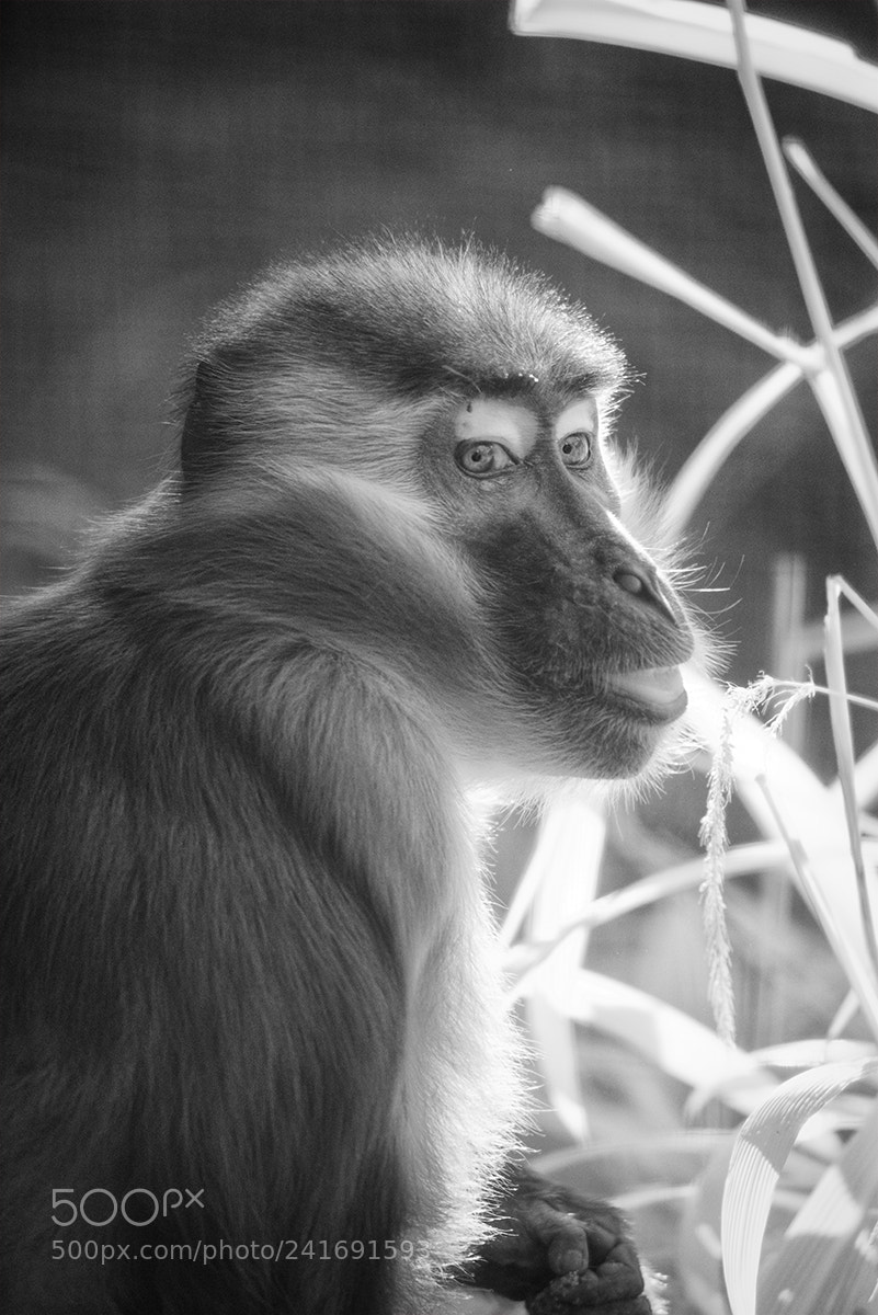 Sony a7R sample photo. Mangabey in infrared. photography