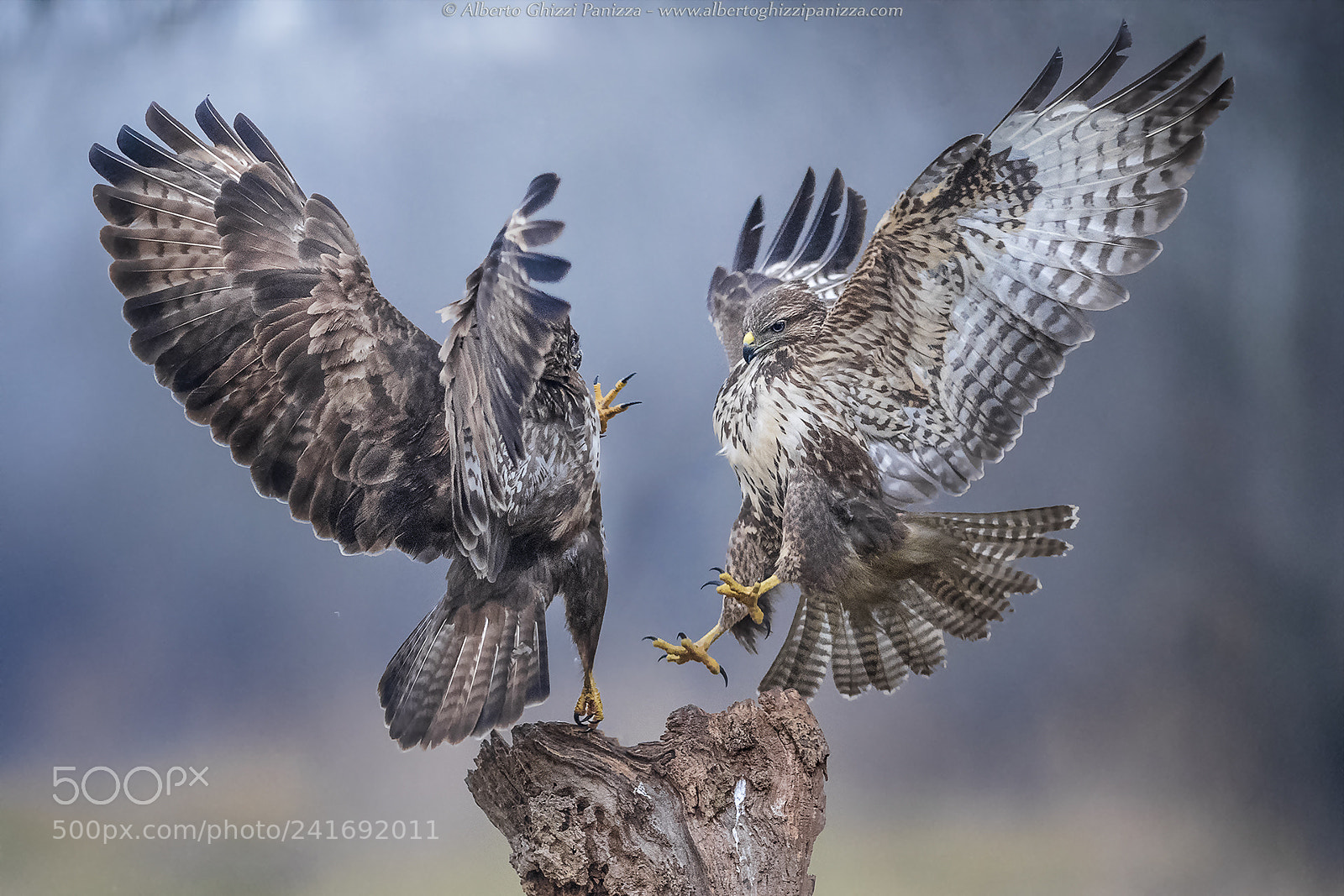 Nikon D5 sample photo. Challenge between buzzards photography