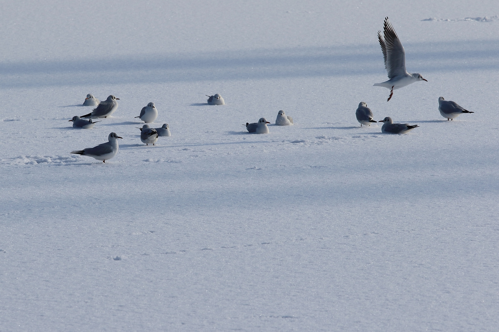 Canon EF 70-200mm F4L IS USM sample photo. Winter photography
