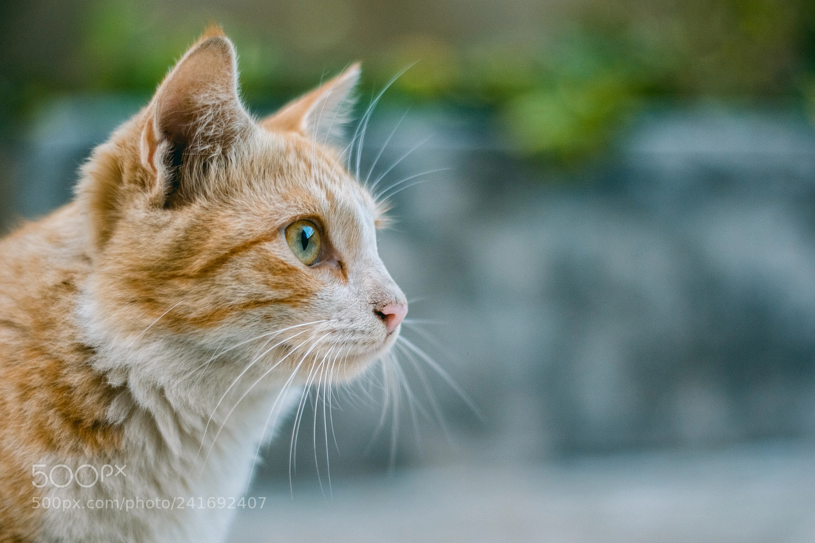 Canon EOS 60D sample photo. Meaw! photography