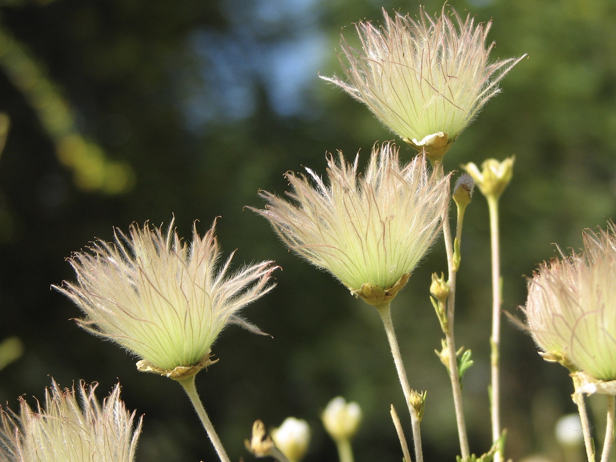 Canon POWERSHOT S2 IS sample photo. Apache plume photography