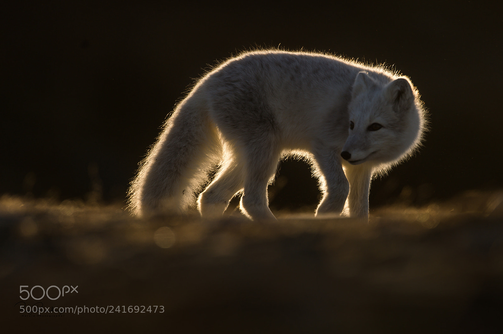 Nikon D4 sample photo. The arctic fox in photography