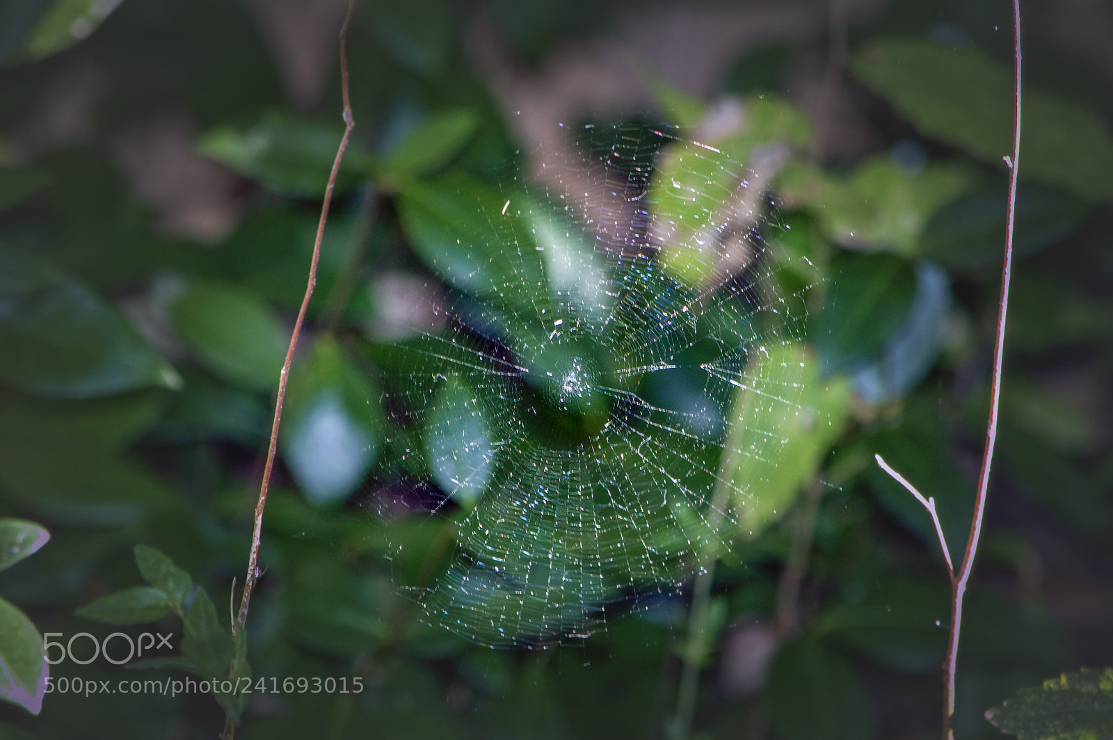 Nikon D3200 sample photo. Tangled web photography
