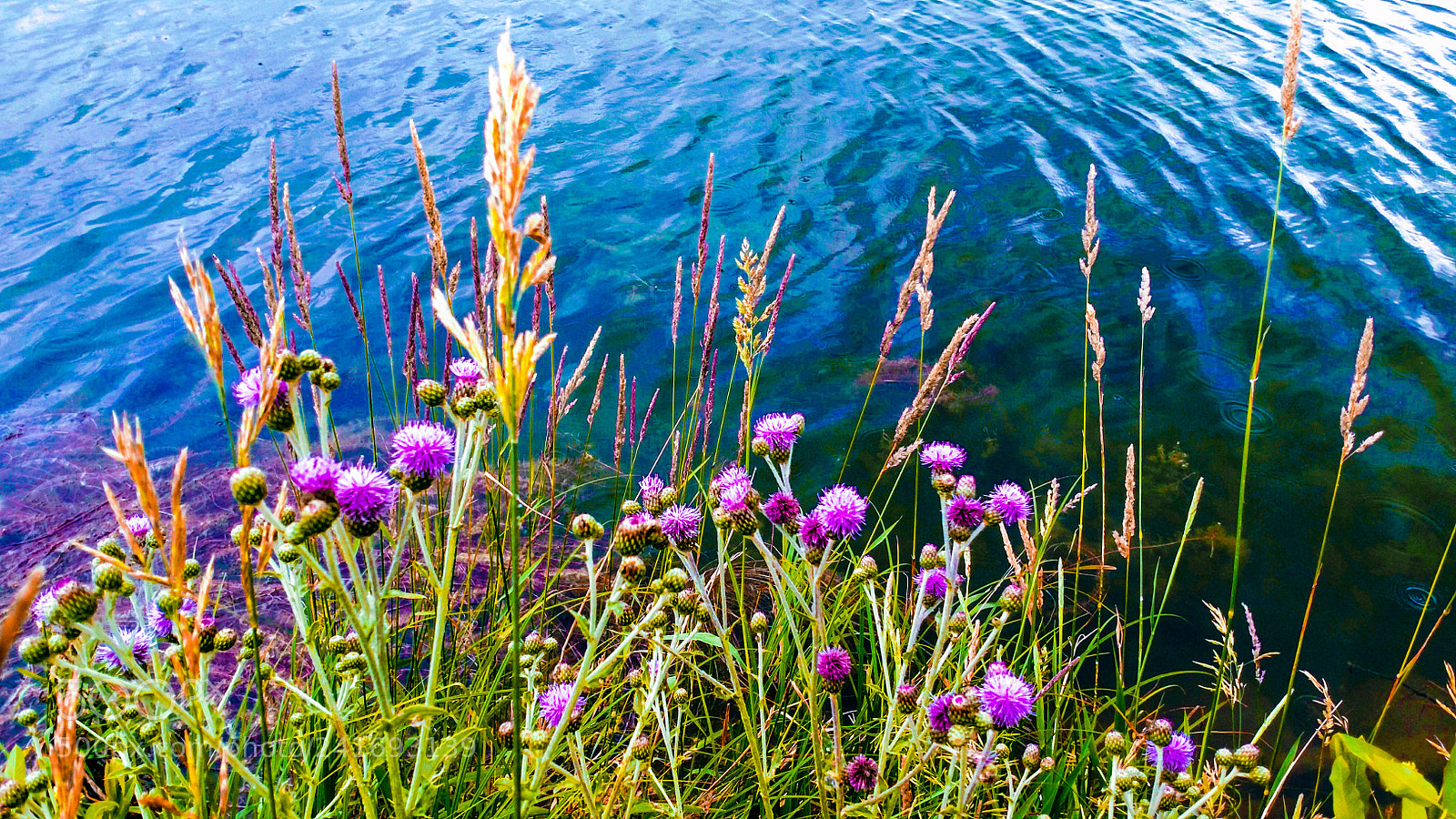 Motorola XT1650 sample photo. Lakeside photography
