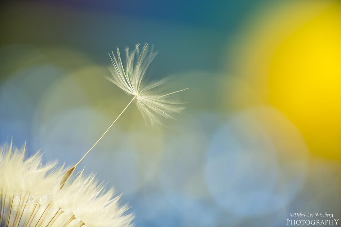 Nikon D800 sample photo. Blue skies and sunshine photography