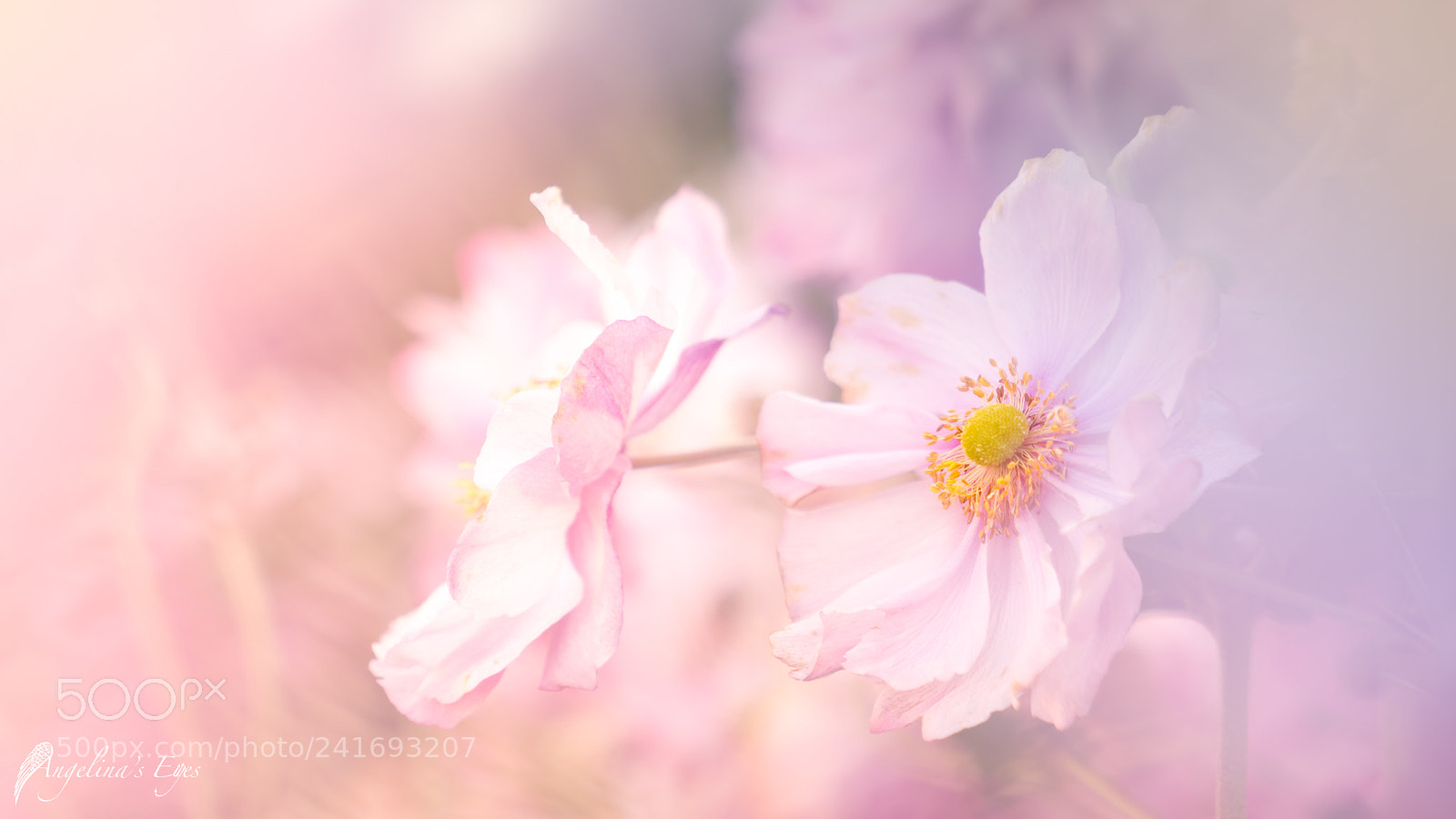 Sony a7 II sample photo. Rosa my love photography