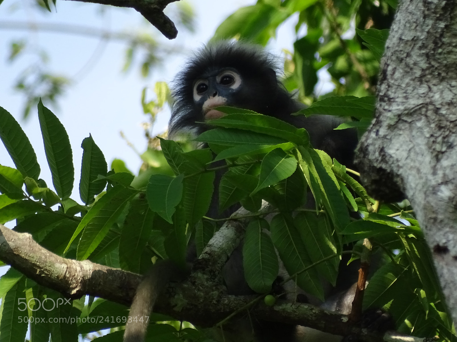 Sony Cyber-shot DSC-HX400V sample photo. Monkey in the tree photography