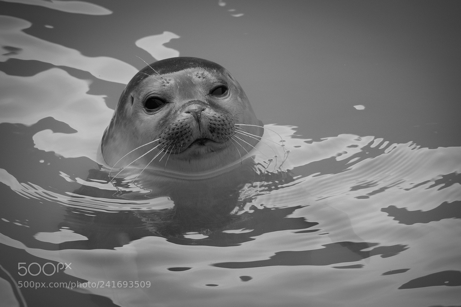 Olympus OM-D E-M10 II sample photo. Baby seal photography