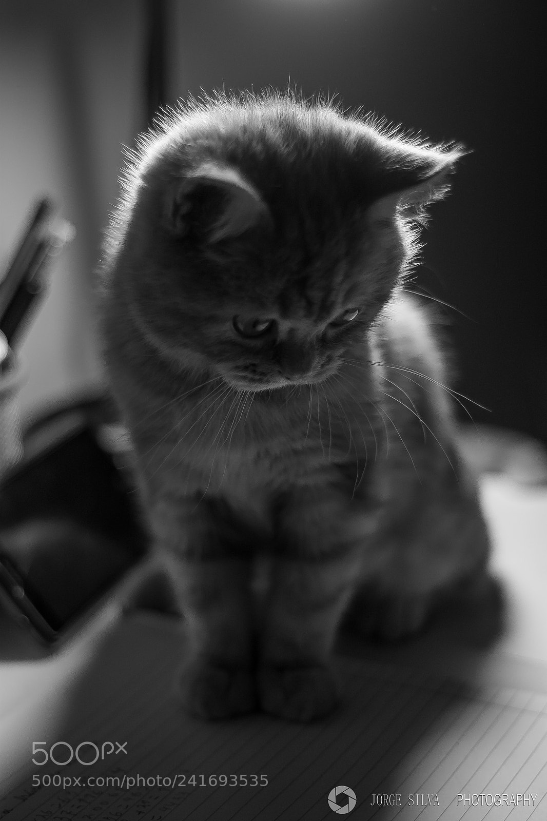 Canon EOS 1100D (EOS Rebel T3 / EOS Kiss X50) sample photo. My pet photography