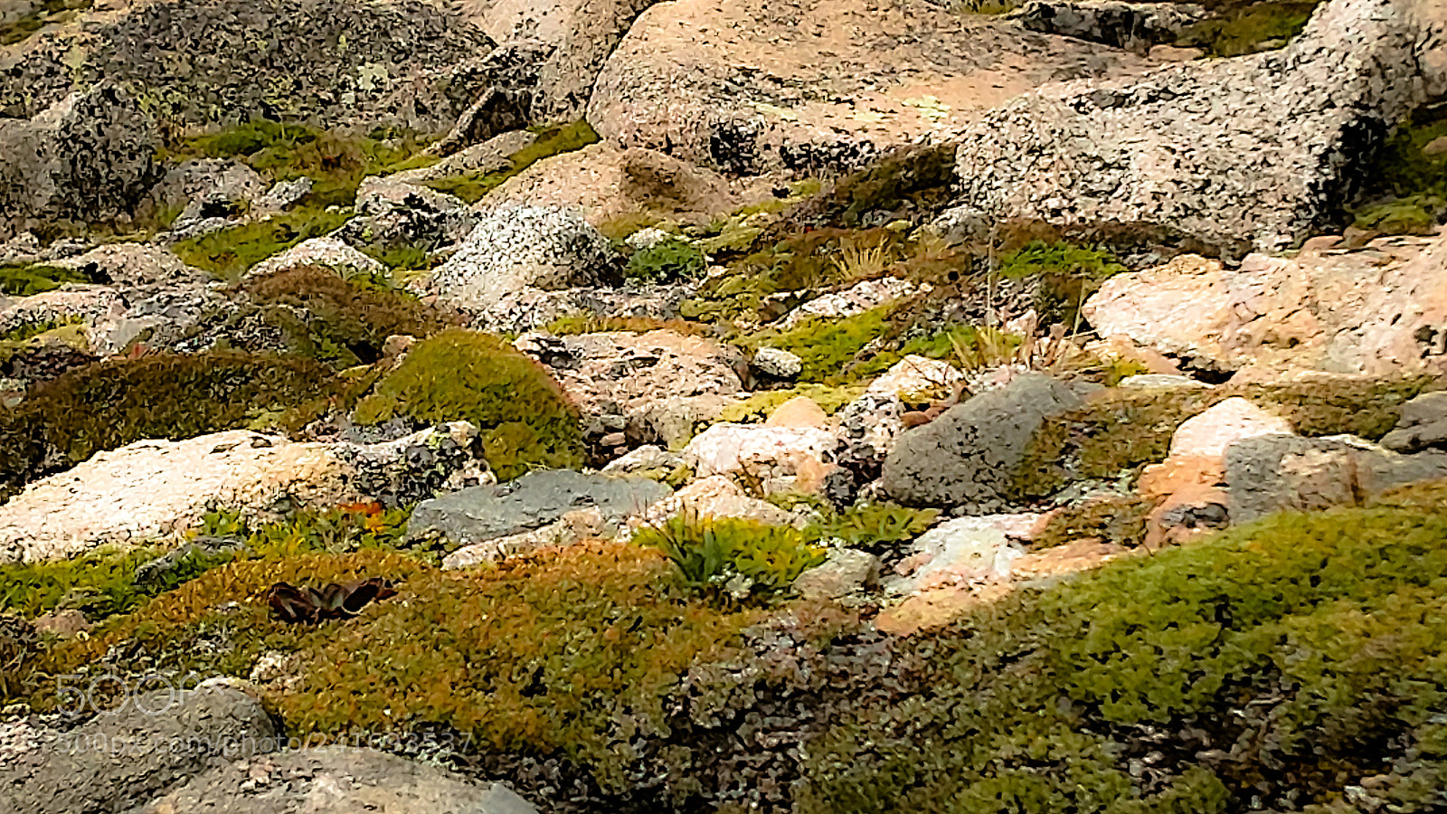 Motorola XT1650 sample photo. Moss photography