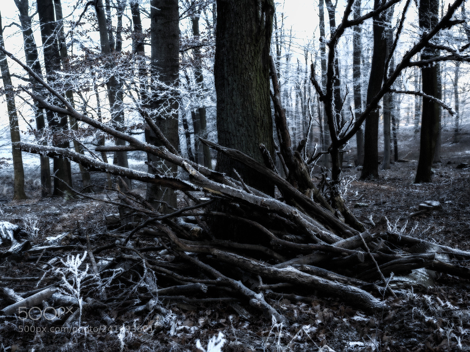 Olympus OM-D E-M5 II sample photo. Winter wood photography