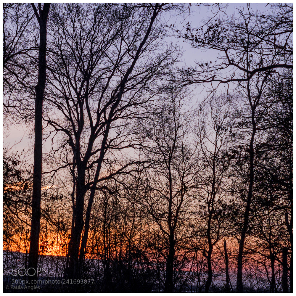 Sony SLT-A99V sample photo. Sunset photography