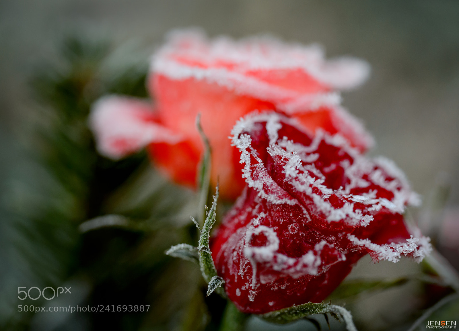 Nikon D4S sample photo. Frozen rose photography