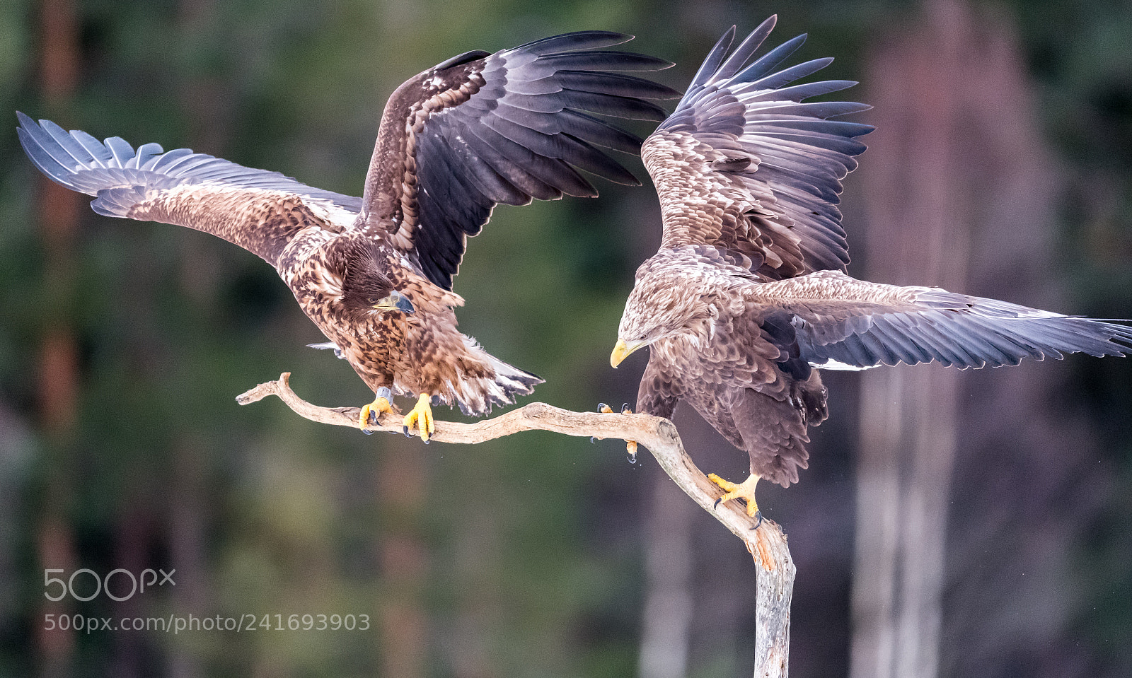 Nikon D5 sample photo. Eagles photography
